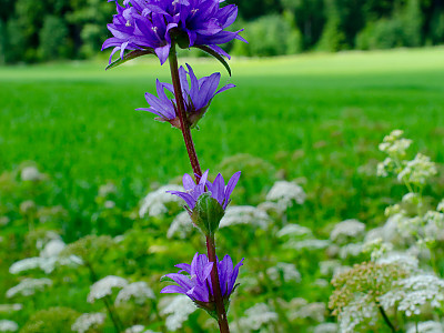 흰자주꽃방망이 사진 - Campanula glomerata L. for. alba Nakai ex T. B. Lee Photos