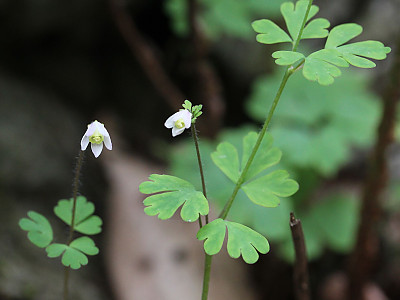 개구리발톱 사진 - Semiaquilegia adoxoides (DC.) Makino Photos