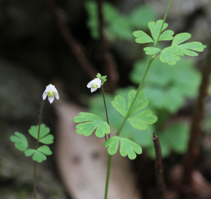 개구리발톱 - Semiaquilegia adoxoides (DC.) Makino