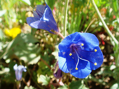파셀리아 사진 - Phacelia campanularia Photos