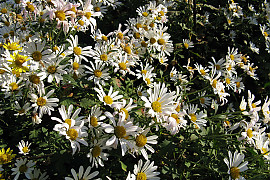 바위구절초 - Chrysanthemum zawadskii ssp. acutilobum var.alpinum