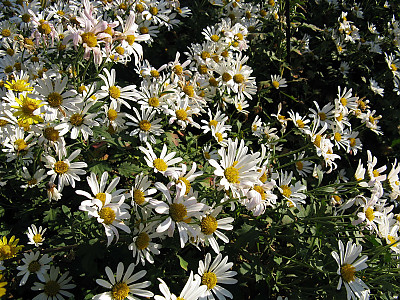 바위구절초 사진 - Chrysanthemum zawadskii ssp. acutilobum var.alpinum Photos