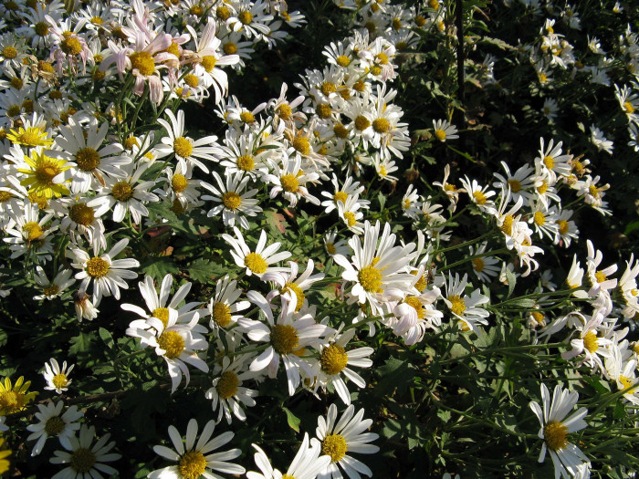 바위구절초 - Chrysanthemum zawadskii ssp. acutilobum var.alpinum