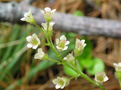 눈까치밥나무 사진 - Ribes triste Pall. Photos