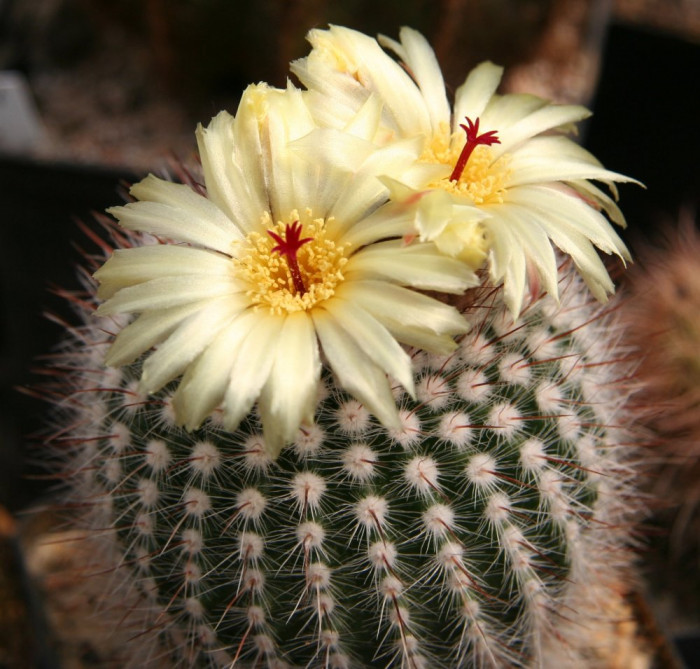 홍소정 - Notocactus scopa