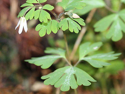 개구리발톱 사진 - Semiaquilegia adoxoides (DC.) Makino Photos
