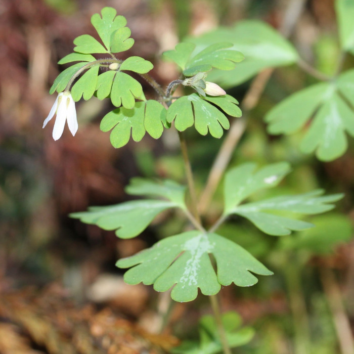 개구리발톱 - Semiaquilegia adoxoides (DC.) Makino