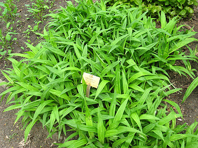 대사초 사진 - Carex siderosticta Hance Photos