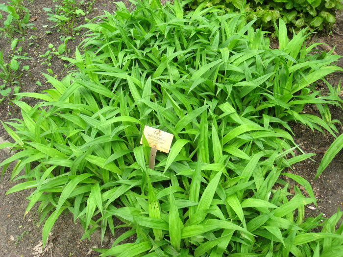 대사초 - Carex siderosticta Hance