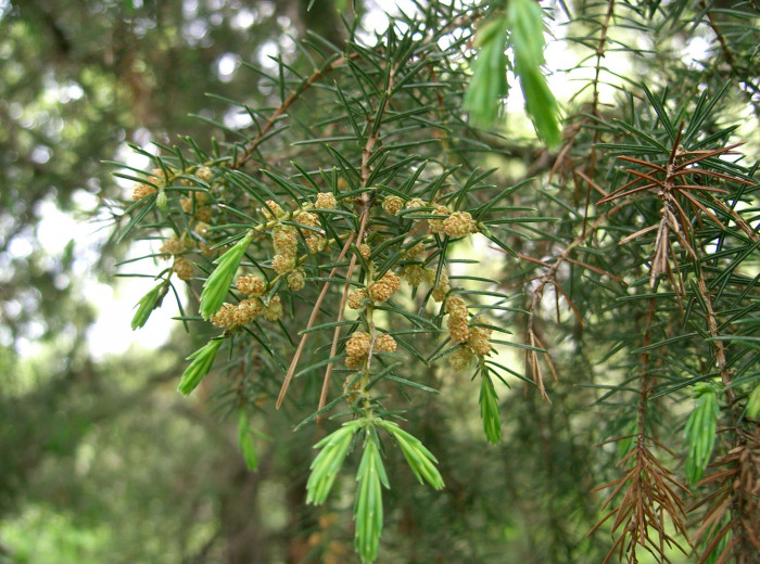 노간주나무 - Juniperus rigida Siebold & Zucc.