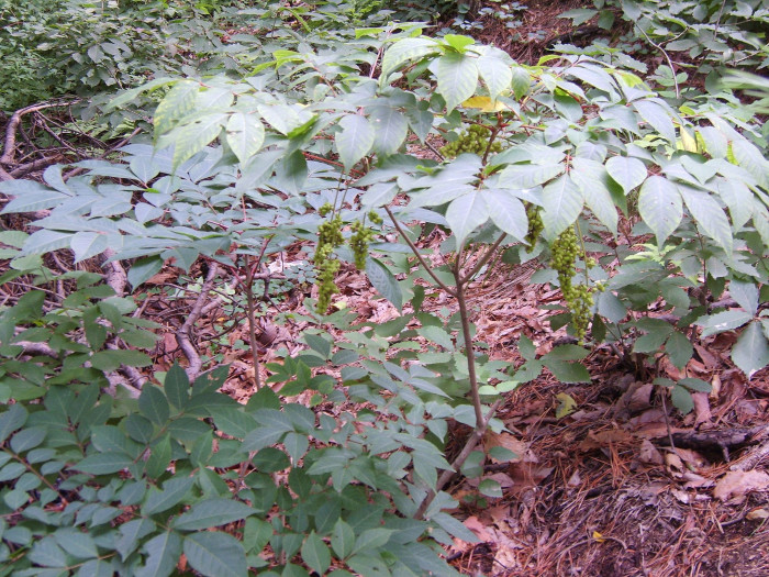 개옻나무 - Rhus trichocarpa Miq.