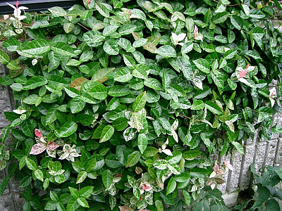마삭줄 사진 - Trachelospermum asiaticum var. intermedium Photos