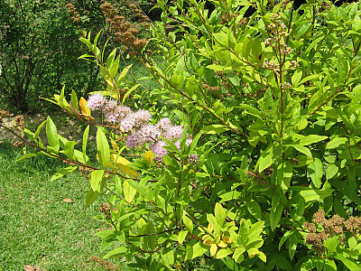 꼬리조팝나무 사진 - Spiraea salicifolia L. Photos