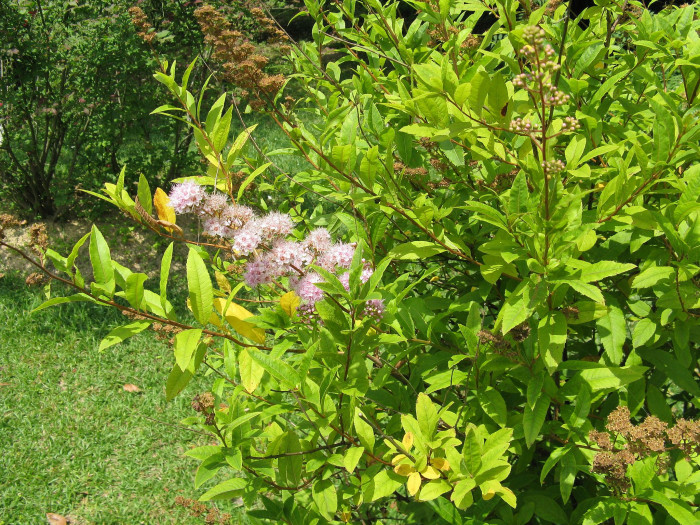 꼬리조팝나무 - Spiraea salicifolia L.