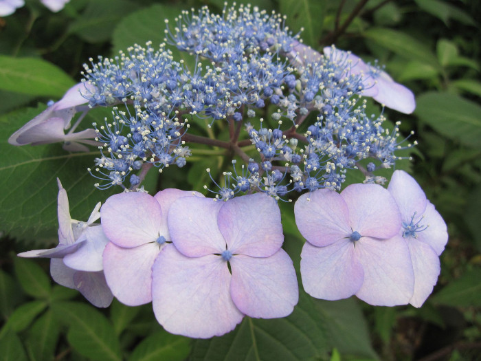 탐라산수국 - Hydrangea serrata Ser. for. fertilis Nakai