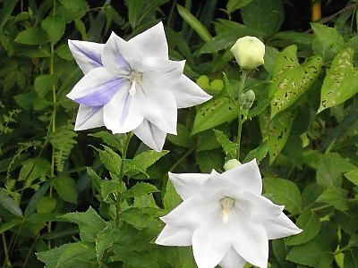 겹도라지 사진 - Platycodon grandiflorum var. duplex Makino Photos