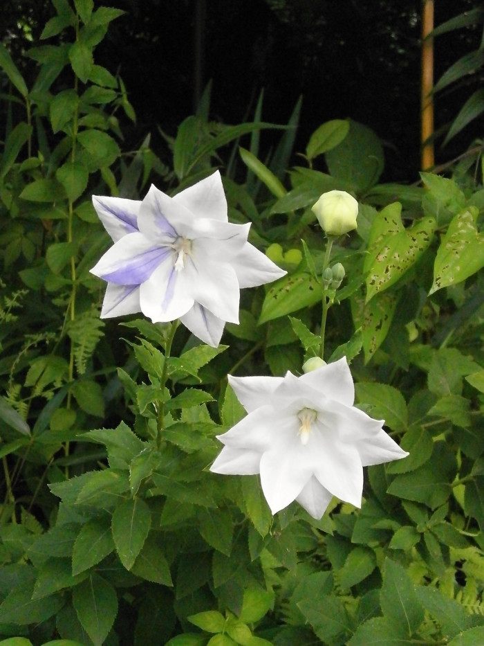 겹도라지 - Platycodon grandiflorum var. duplex Makino