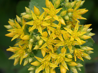 가는기린초 사진 - Sedum aizoon Photos