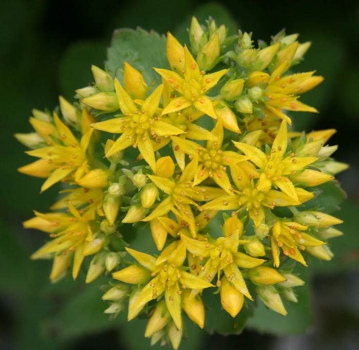 가는기린초 - Sedum aizoon