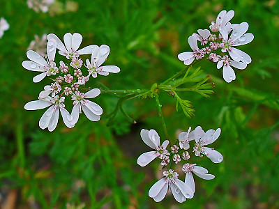 고수 사진 - Coriandrum sativum L. Photos