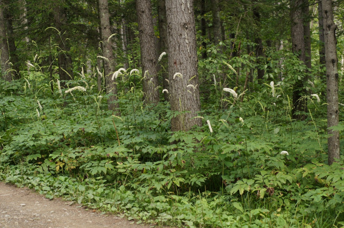 촛대승마 - Actaea simplex, Cimicifuga simplex