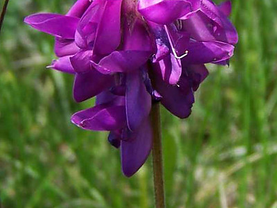 넓은묏황기 사진 - Hedysarum hedysaroides Schinz & Thell. Photos