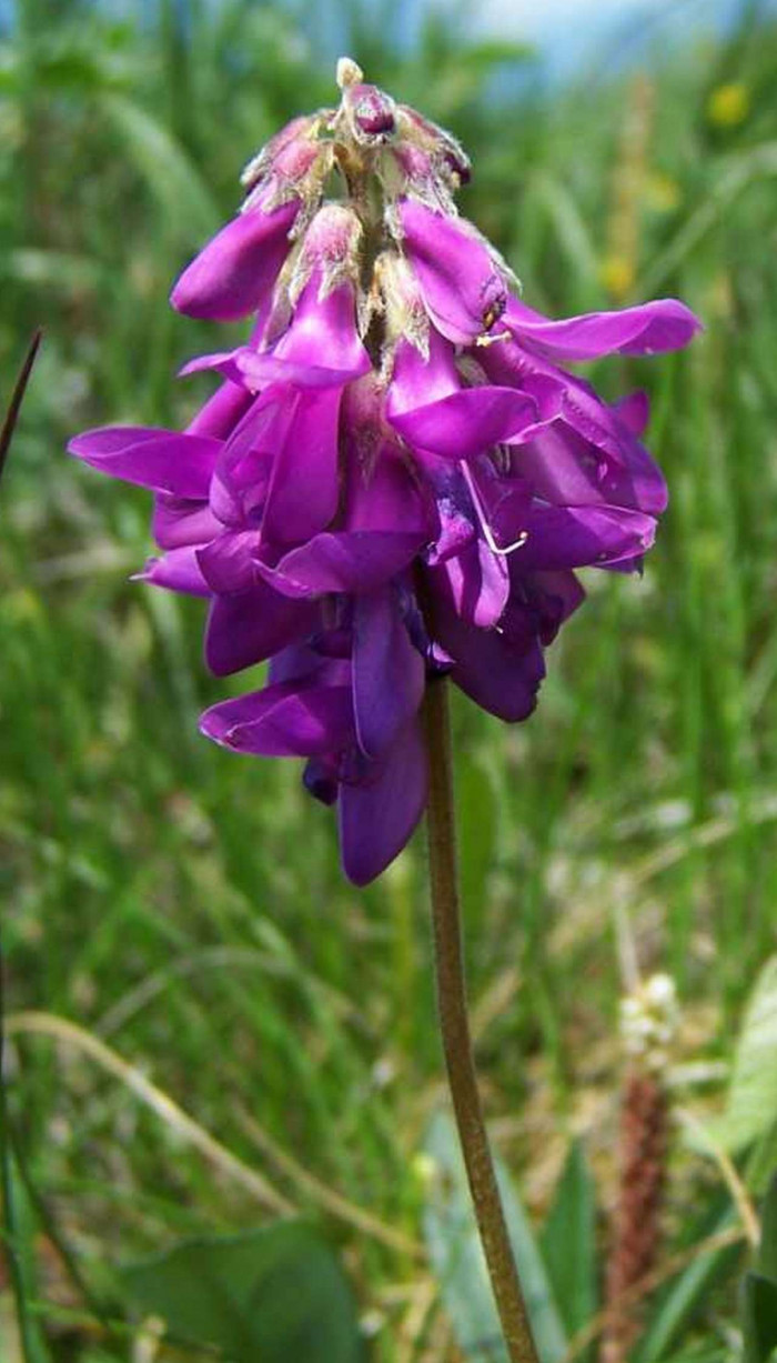 넓은묏황기 - Hedysarum hedysaroides Schinz & Thell.