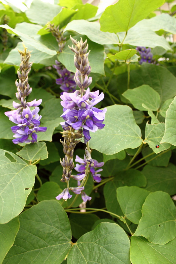 칡 - Pueraria lobata (Willd.) Ohwi