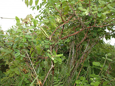 개들쭉나무 사진 - Lonicera caerulea var. emphyllocalyx (Maxim.) Nakai Photos