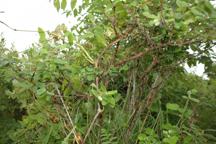 개들쭉나무 - Lonicera caerulea var. emphyllocalyx (Maxim.) Nakai