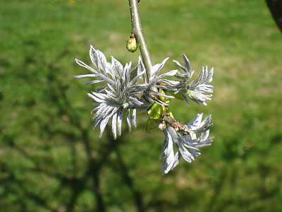 다릅나무 사진 - Maackia amurensis Rupr. & Maxim. var. amurensis Photos