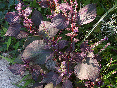 차즈기 사진 - Perilla frutescens (L.) Britton var. acuta (Thunb.) Kudo Photos