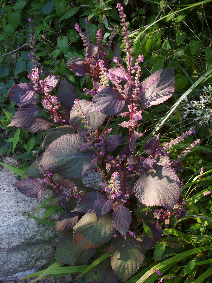 차즈기 - Perilla frutescens (L.) Britton var. acuta (Thunb.) Kudo