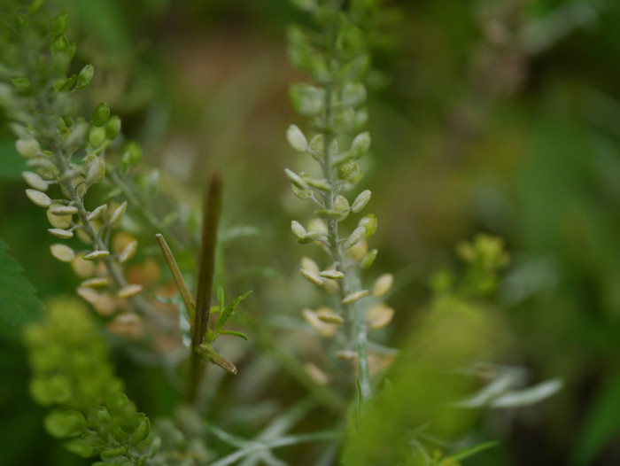 다닥냉이 - Lepidium apetalum Willd.