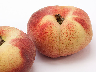 감복사 사진 - Prunus persica for. compressa (Loudon) Rehder Photos