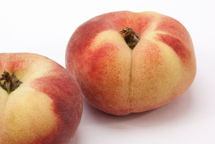 감복사 - Prunus persica for. compressa (Loudon) Rehder