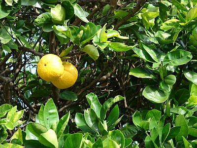 당귤나무 사진 - Citrus sinensis (L.) Osbeck Photos