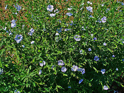 아마 사진 - Linum usitatissimum L. Photos