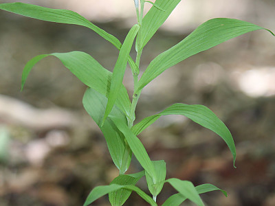 꼬마은난초 사진 - Cephalanthera erecta var. subaphylla (Miyabe & Kudo) Ohwi Photos