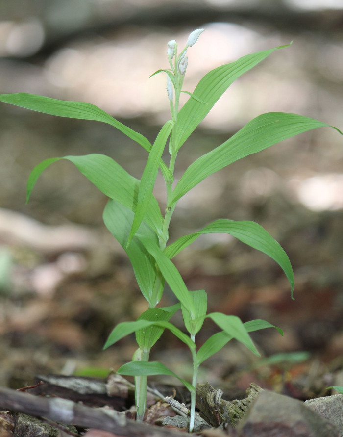 은대난초 - Cephalanthera Longibracteata