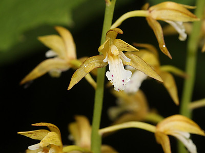 감자난초 사진 - Oreorchis patens (Lindl.) Lindl. Photos