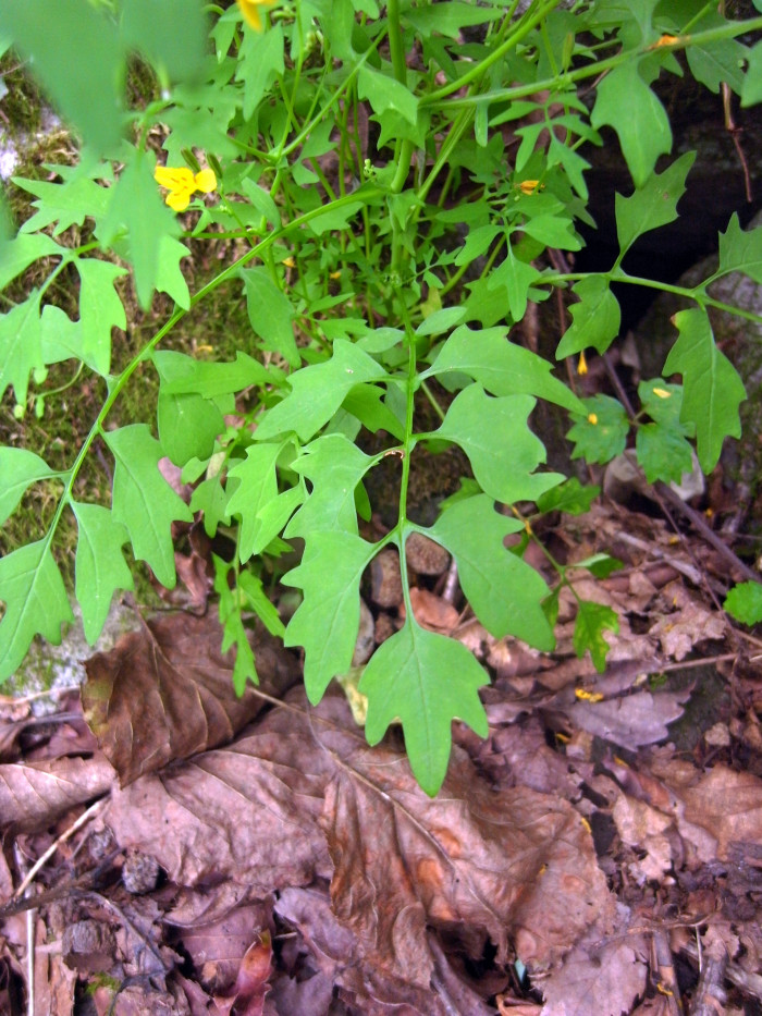 까치고들빼기 - Crepidiastrum chelidoniifolium (Makino) Pak & Kawano