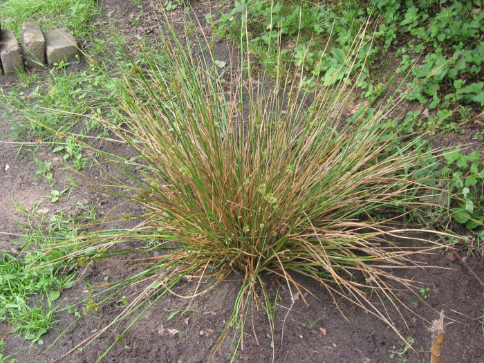 골풀 - Juncus effusus var. decipiens Buchenau