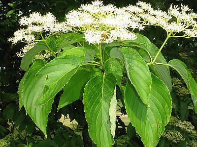 곰의말채나무 사진 - Cornus macrophylla Wall. Photos