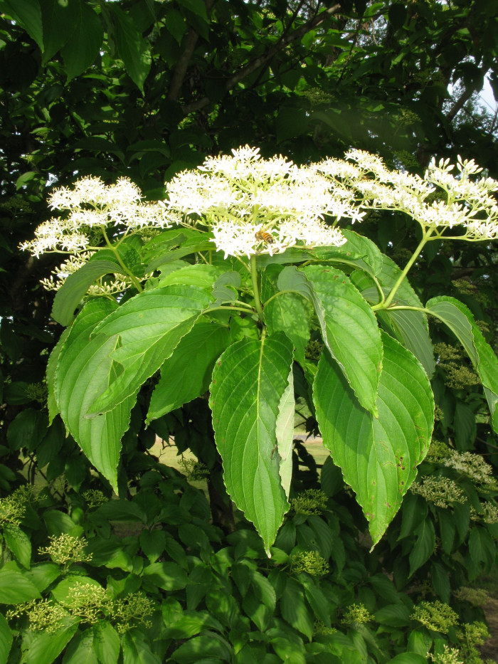 곰의말채나무 - Cornus macrophylla Wall.