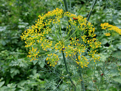 딜 사진 - Anethum graveolens Photos