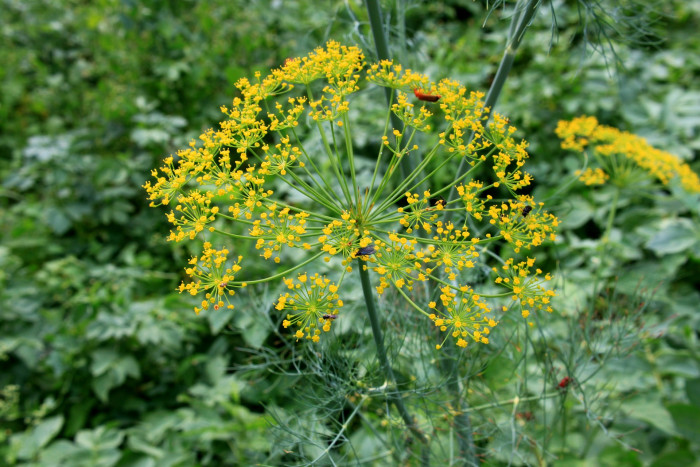 딜 - dill, Anethum graveolens