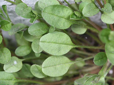 꽃마리 사진 - Trigonotis peduncularis (Trevir.) Benth. ex Hemsl. Photos