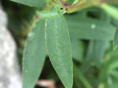 대나물 사진 - Gypsophila oldhamiana Miq. Photos