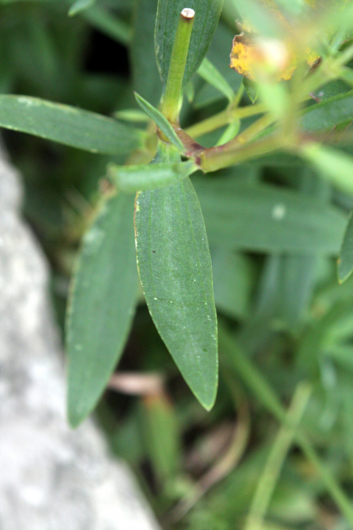 대나물 - Gypsophila oldhamiana Miq.